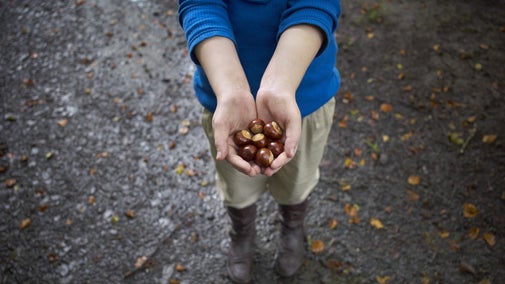 Child with a handful of conkers in the grounds at Castle Coole, County Fermanagh